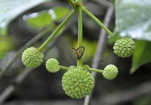 十大外围足球平台app