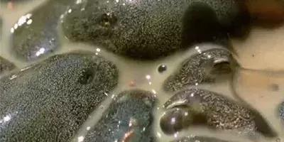 十大外围足球平台app